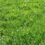 header.png